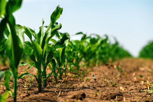 pequeños brotes de maíz verdes en el campo agrícola cultivado, vista de ángulo bajo. concepto de agricultura y cultivo. - maíz fotografías e imágenes de stock