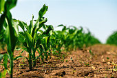 istock Green small corn sprouts in cultivated agricultural field, low angle view. Agriculture and cultivation concept. 1402597686