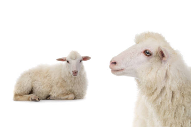 istock portrait sheep isolated on white background 1402597700