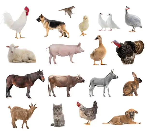 Photo of farm animals collage isolated on white background