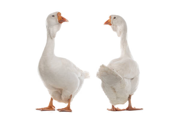 istock two female geese isolated on white background 1402598341