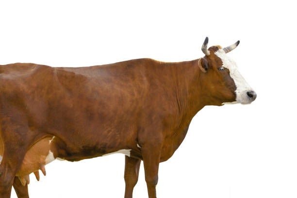 istock Brown cow standing on grass isolated on a white 1402598423
