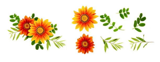 Gazania flowers and green leaves in a floral composition and set of details isolated on white