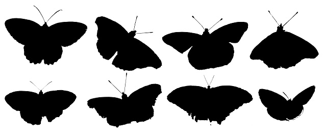 different silhouettes of butterflies isolated on white background