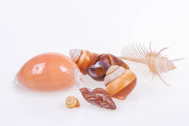 istock set of various mollusk shells on white background. 1402598994