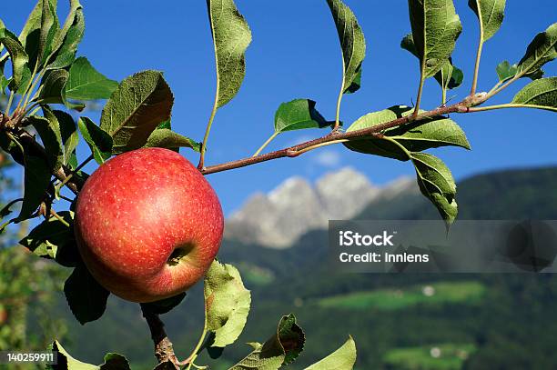 Mela Rossa - Fotografie stock e altre immagini di Alto Adige - Alto Adige, Mela, Frutta