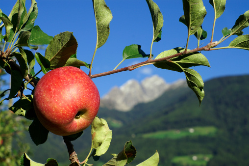 Close up photo of green apples on tree branches. Selective focus on apples. No people are seen in fram. Shot with a full frame mirrorless camera under daylight.