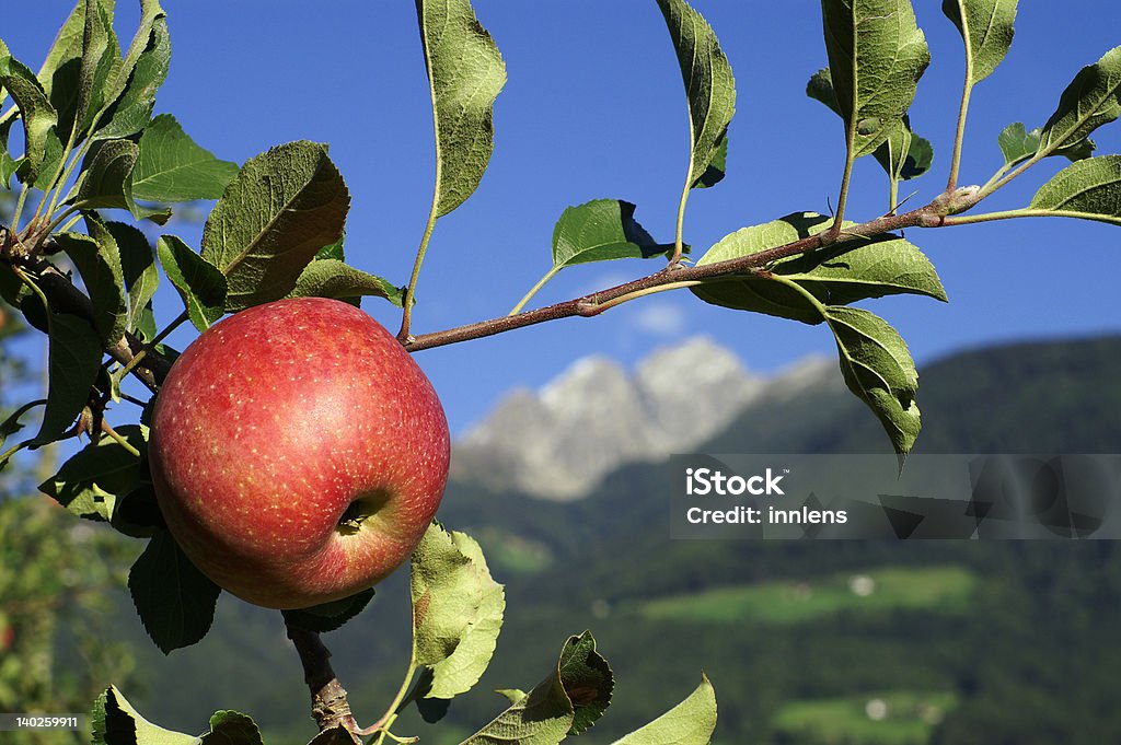 Красное яблоко - Стоковые фото Больцано - Италия роялти-фри