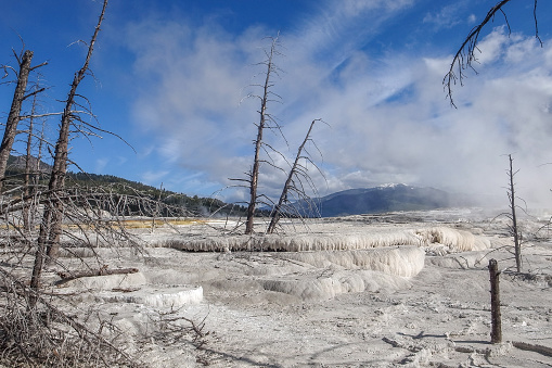 Dead trees on calcium carbonate terraces of Mammoth Hot Springs, Yellowstone National Park, Wyoming, USA. White geothermal terraces with dead trees on a sunny day
