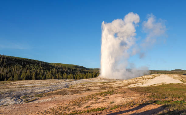 Old Faithful Geyser erupting on a sunny day with blue sky. Geothermal activity in the Yellowstone National Park, Wyoming, USA. Volcanic landscape on a sunny day. stock photo