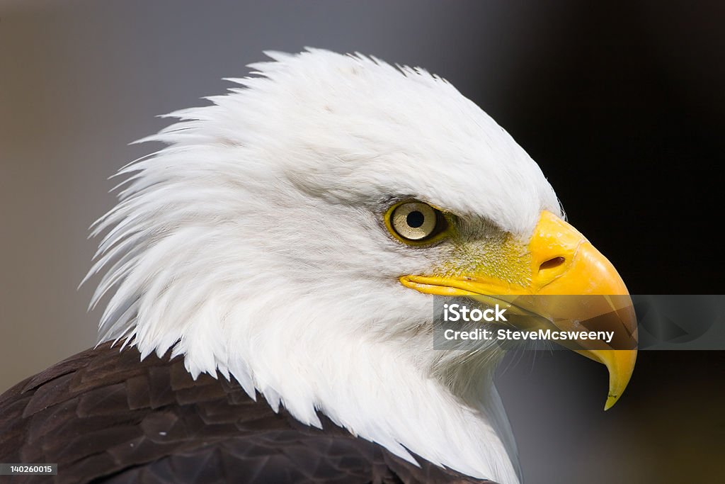 Orgullosos de Eagle - Foto de stock de Libertad libre de derechos