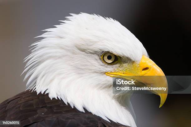 Orgullosos De Eagle Foto de stock y más banco de imágenes de Libertad - Libertad, Naturaleza, Realeza