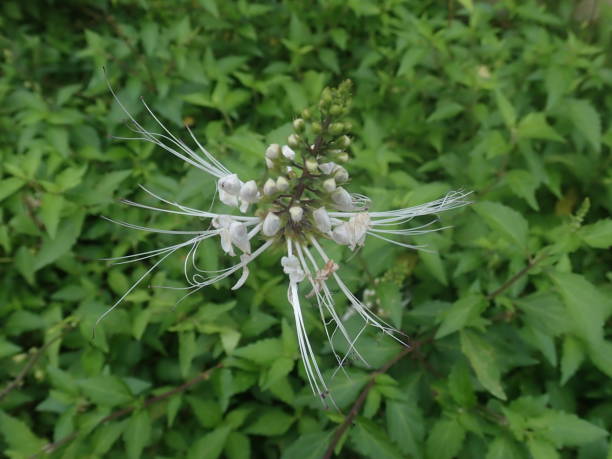 Orthosiphon aristatus is a plant species in the family of Lamiaceae or Labiatae. The plant is a medicinal herb known as kumis kucing in Indonesia In the US it may be commonly known as cats whiskers. Orthosiphon aristatus is a plant species in the family of Lamiaceae / Labiatae. The plant is a medicinal herb found mainly throughout southern China, the Indian Subcontinent, South East Asia and tropical Queensland. It is known as kumis kucing in Indonesia and misai kucing in Malaysia, both of which translates to cat's whiskers. In the US it may be commonly known as cat's whiskers or Java tea. Orthosiphon aristatus is used in landscaping to attract bees, butterflies and hummingbirds to its nectar. orthosiphon aristatus stock pictures, royalty-free photos & images