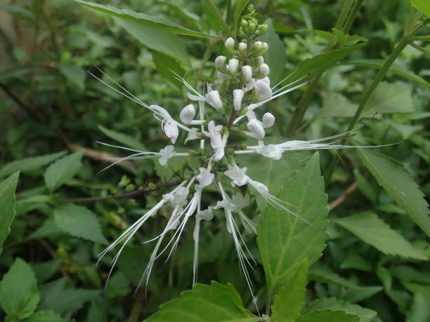 Orthosiphon aristatus is a plant species in the family of Lamiaceae or Labiatae. The plant is a medicinal herb known as kumis kucing in Indonesia In the US it may be commonly known as cats whiskers. Orthosiphon aristatus is a plant species in the family of Lamiaceae / Labiatae. The plant is a medicinal herb found mainly throughout southern China, the Indian Subcontinent, South East Asia and tropical Queensland. It is known as kumis kucing in Indonesia and misai kucing in Malaysia, both of which translates to cat's whiskers. In the US it may be commonly known as cat's whiskers or Java tea. Orthosiphon aristatus is used in landscaping to attract bees, butterflies and hummingbirds to its nectar. orthosiphon aristatus stock pictures, royalty-free photos & images