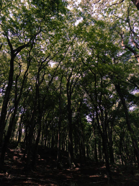 istock Asian rain forest on a summer time 1402600773