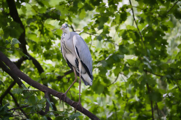 Grey heron on a tree. Bird stands on a branch and lurks for prey. Animal photo Grey heron on a tree. Bird stands on a branch and lurks for prey. Animal photo from nature big blue crane stock pictures, royalty-free photos & images
