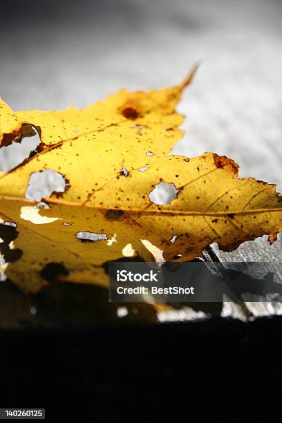 Autumn Light Stock Photo - Download Image Now - Autumn, Chlorophyll, Close-up
