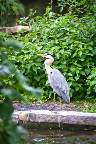 Grey heron on a tree. Bird stands on a branch and lurks for prey. Animal photo Grey heron on a tree. Bird stands on a branch and lurks for prey. Animal photo from nature big blue crane stock pictures, royalty-free photos & images