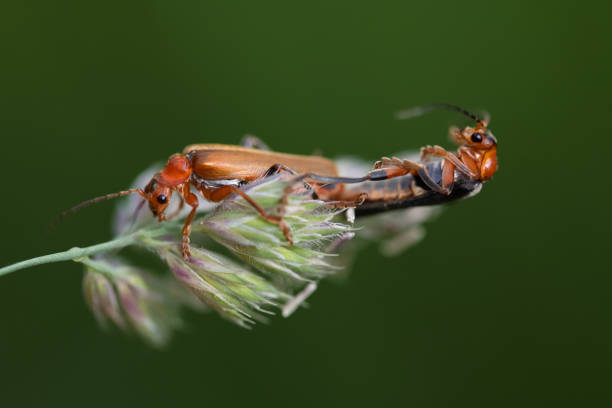 Two brown little warbler beetles (Cantharidae) clinging to each other hanging from a grass stem against a green background in nature