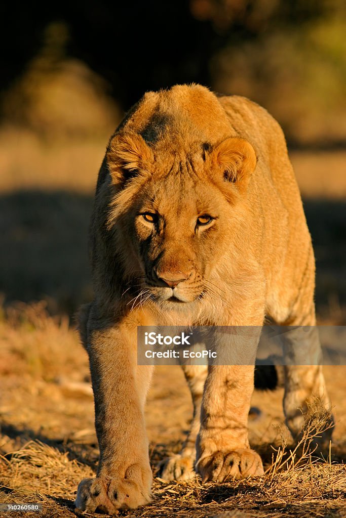 Avvicinarsi furtivamente leoni africani - Foto stock royalty-free di Africa