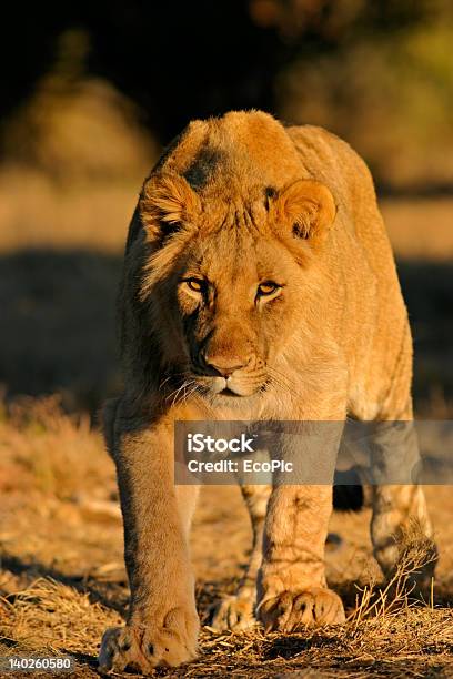 Perseguir Leão Africano - Fotografias de stock e mais imagens de Amarelo - Amarelo, Animais caçando, Animal