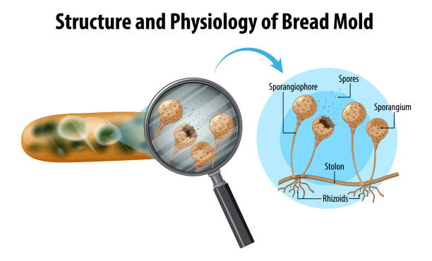 structure and physiology of bread mold structure and physiology of bread mold illustration spore stock illustrations