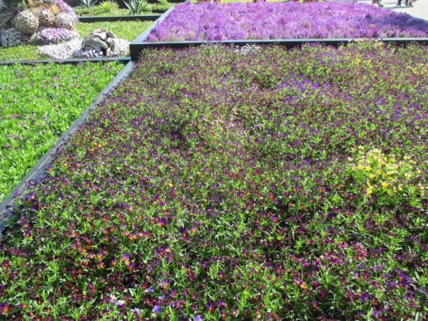 istock Viola (Little Knee) with bright purple that blooms beautifully in the spring flowerbed 1402605976