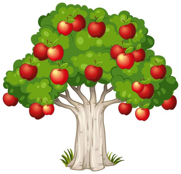 흰색 배경에 고립 된 사과 나무 - apple apple tree branch fruit stock illustrations
