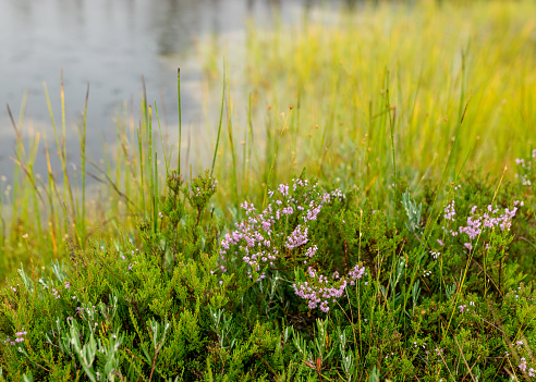 traditional bog vegetation with grass, mosses and lichens in the rain, foggy and rainy background, autumn