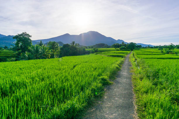 istock mountain view with straight road in countryside 1402606581