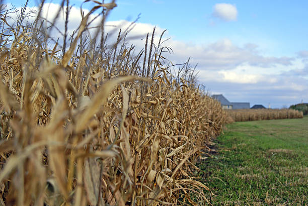 Agricultura de um campo de Milho - fotografia de stock