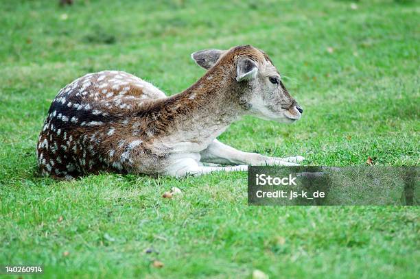 Roe - Fotografias de stock e mais imagens de Alberta - Alberta, Animal, Animal selvagem