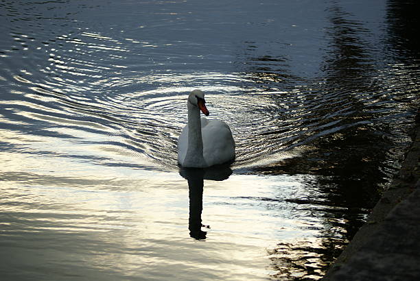 Circular reflets de la piscine Swan - Photo