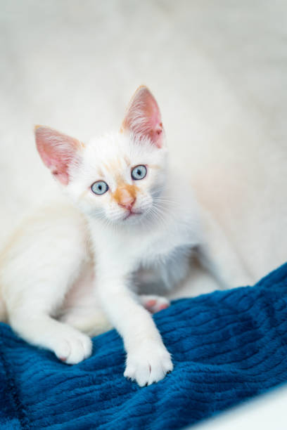 istock White beautiful kitten with blue eyes 1402610858