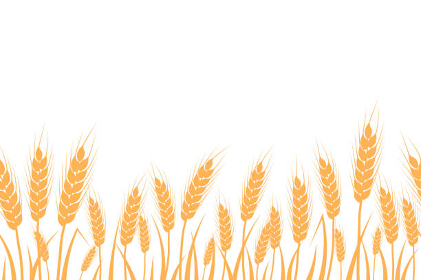 밀, 귀리, 호밀 또는 보리 필드 실루엣이 매끄럽습니다. 시리얼 식물 경계, 황금 스파이크 렛이있는 농업 풍경. 디자인 맥주, 빵, 밀가루 포장을위한 배너 - barley grass stock illustrations