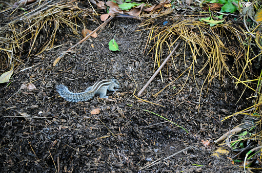 Closeup of a northern palm squirrel, five striped palm rodent or Indian palm squirrel eating food in the trash dumped place