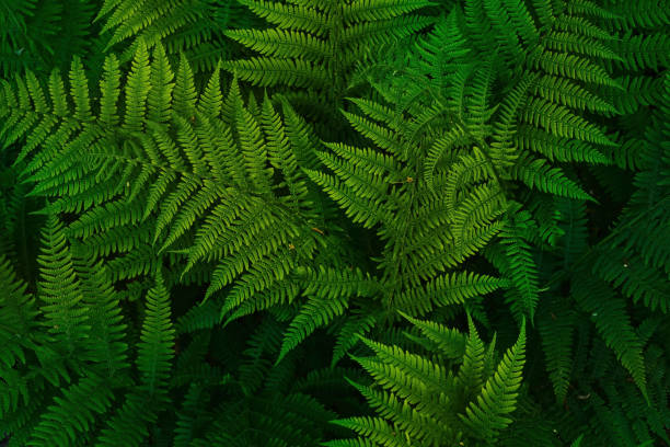 istock Summer green texture from ferns illuminated by the setting sun, summer time in the forest, background or wallpaper idea 1402611187