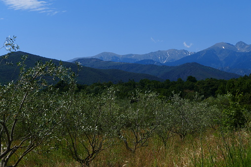 Landscape around Rodes, Pyrenees Orientales : view of the olive trees and the Canigou