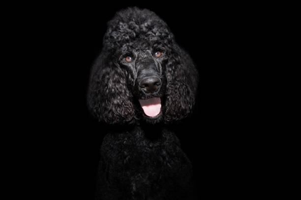 istock Portrait giant black poodle with happy expression face. Isolated on dark background 1402613507