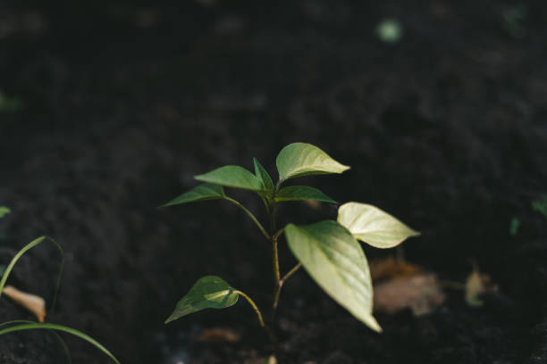 Young sprout of bell pepper in the ground in the garden Young sprout of bell pepper in the ground in the garden. Growing vegetables greenhouse nightclub nyc photos stock pictures, royalty-free photos & images