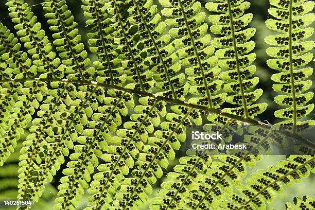 Feto De Sementes - Fotografias de stock e mais imagens de Ao Ar Livre - Ao Ar Livre, Cor verde, Esporo