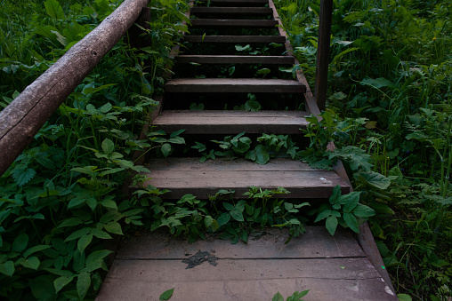 wooden steps overgrown with grass