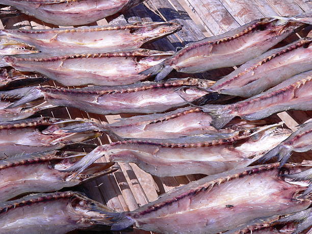 Fish drying stock photo