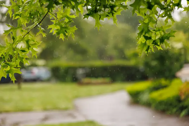 Photo of Summer rain in a residential neighborhood. Focus on leaves, the community is blurred in the backdrop.