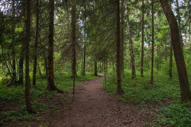 istock trail in the coniferous forest 1402616227