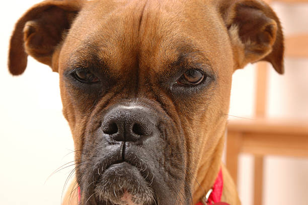 Annoyed Boxer stock photo