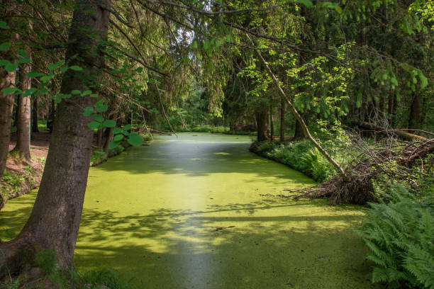 istock log with moss in swampy standing water 1402617329