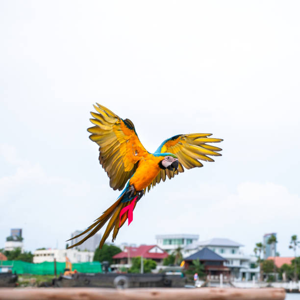 Colorful Blue and Gold Macaw fly with beautiful wings.