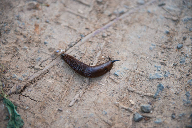 Close-up of a brown slug (Arion vulgaris) moving across soil, surrounded by grass and dry plants. Macro wildlife image showing invasive species, garden pest, and natural ecosystem detail.