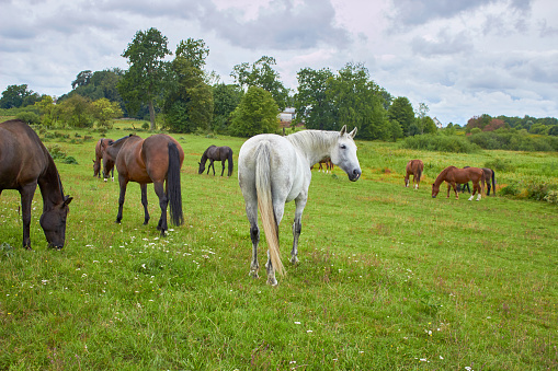 Graceful horses grazing on a green meadow. Rear view
